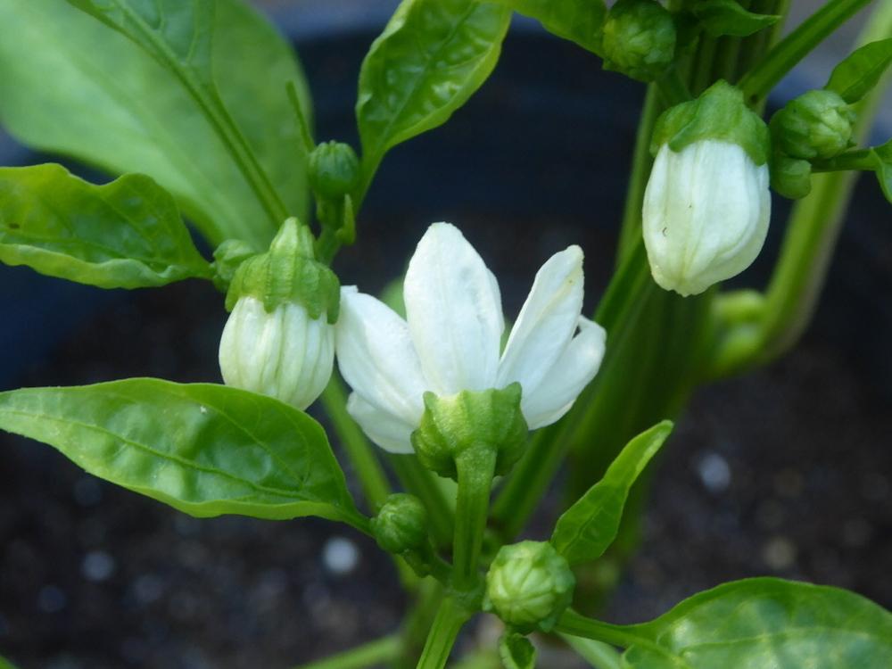 Photo of Bell Pepper (Capsicum annuum 'Quadrato d'Asti Giallo') uploaded by wildflowers