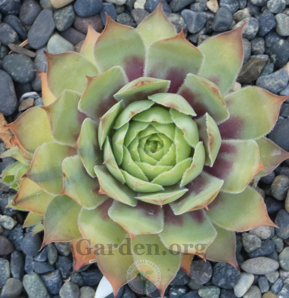 Photo of Hen and Chicks (Sempervivum 'Gold Nugget') uploaded by Patty