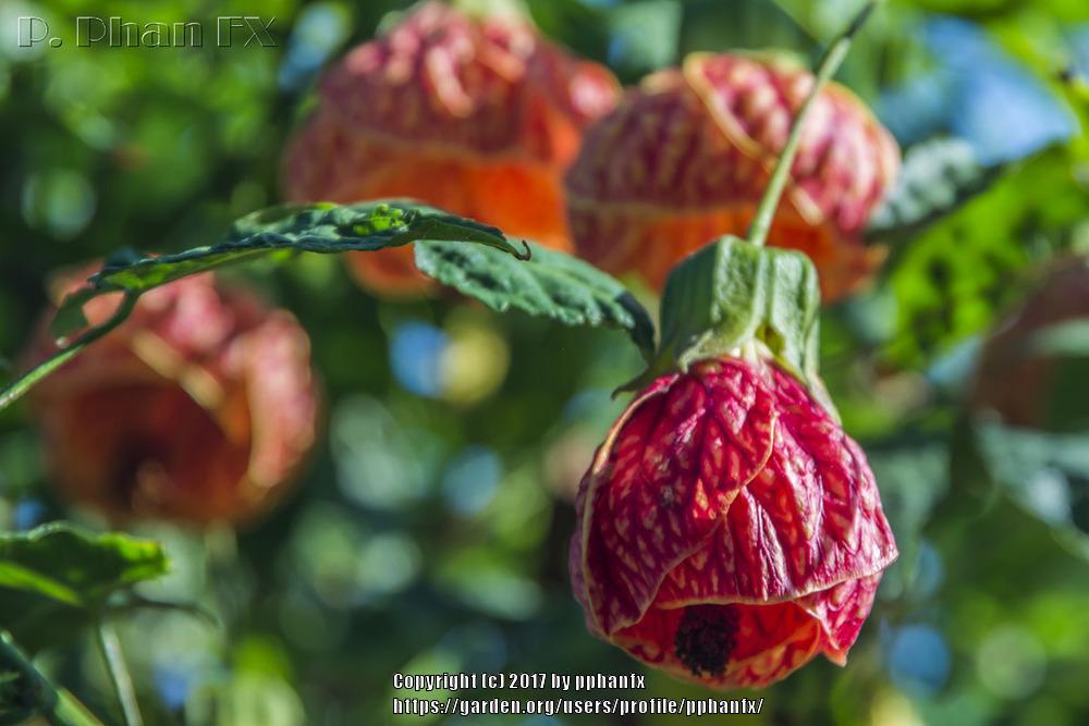 Photo of Flowering Maple (Abutilon 'Tiger Eye') uploaded by pphanfx