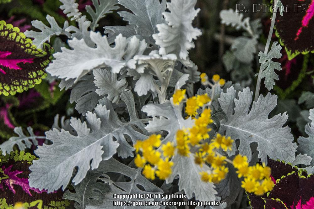 Photo of Dusty Miller (Jacobaea maritima subsp. maritima) uploaded by pphanfx