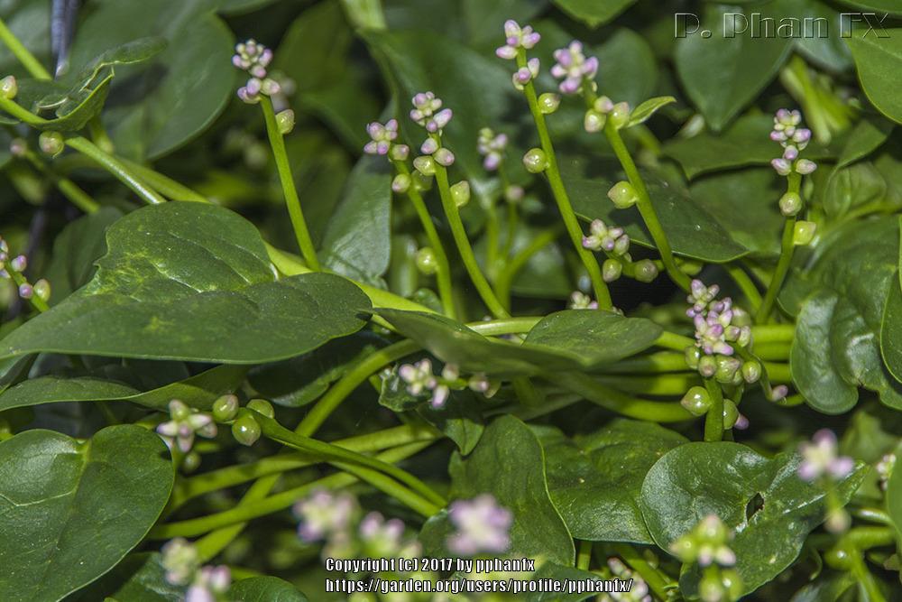 Photo of Malabar Spinach (Basella alba) uploaded by pphanfx