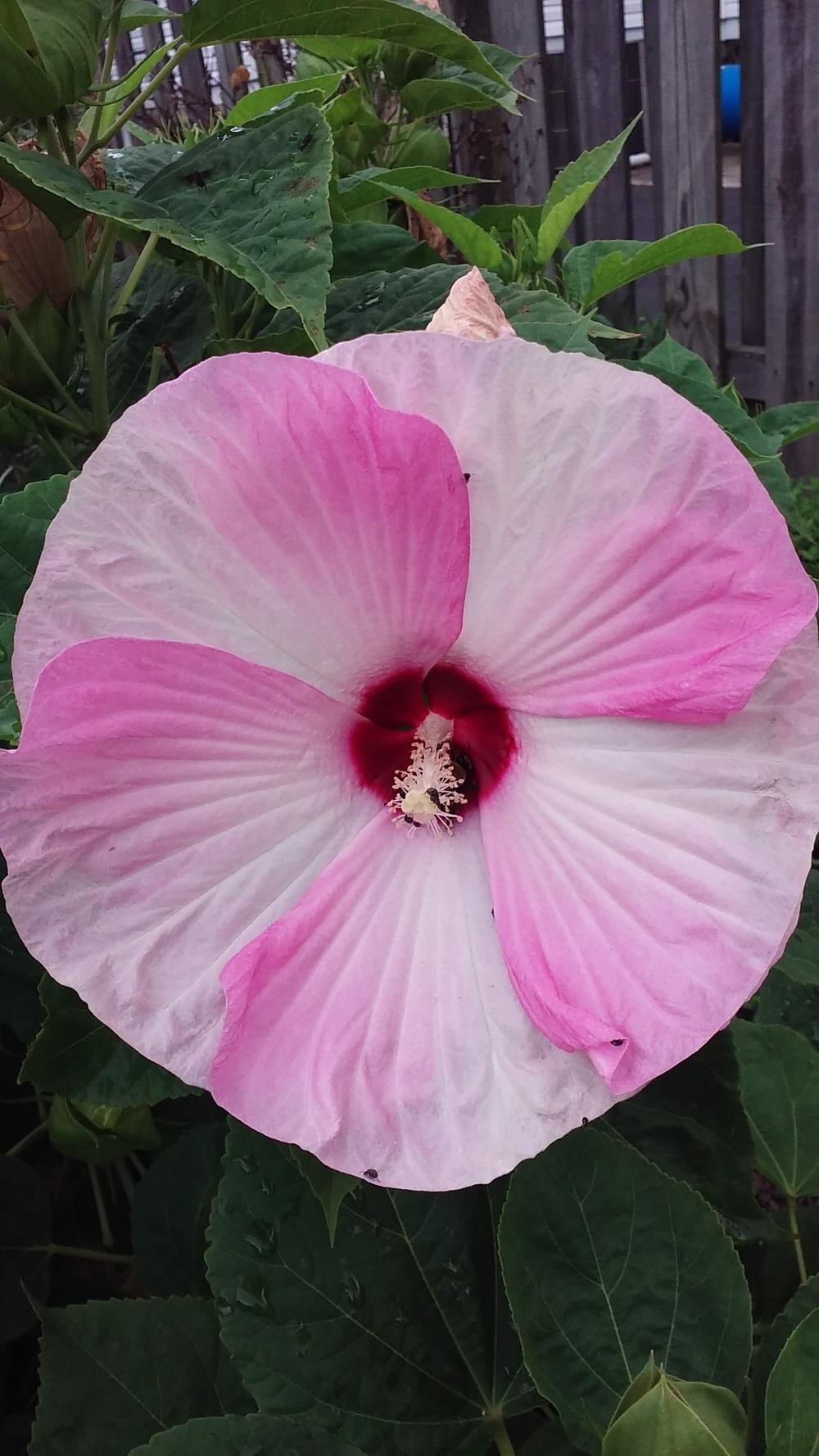 Photo of Hybrid Hardy Hibiscus (Hibiscus Luna™ Pink Swirl) uploaded by robinbunch5