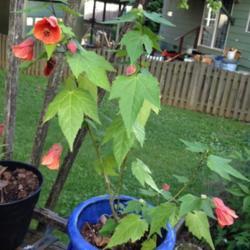 Location: In my garden, Falls Church, VA
Date: 2017-07-02
Plant from Donnerville in MAF swap