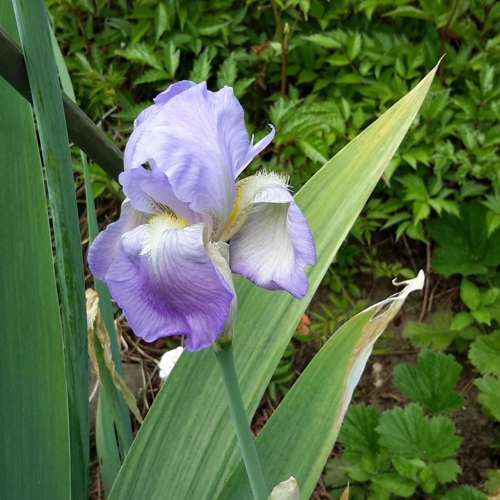 Photo of Tall Bearded Iris (Iris 'Azyiade') uploaded by Hajue