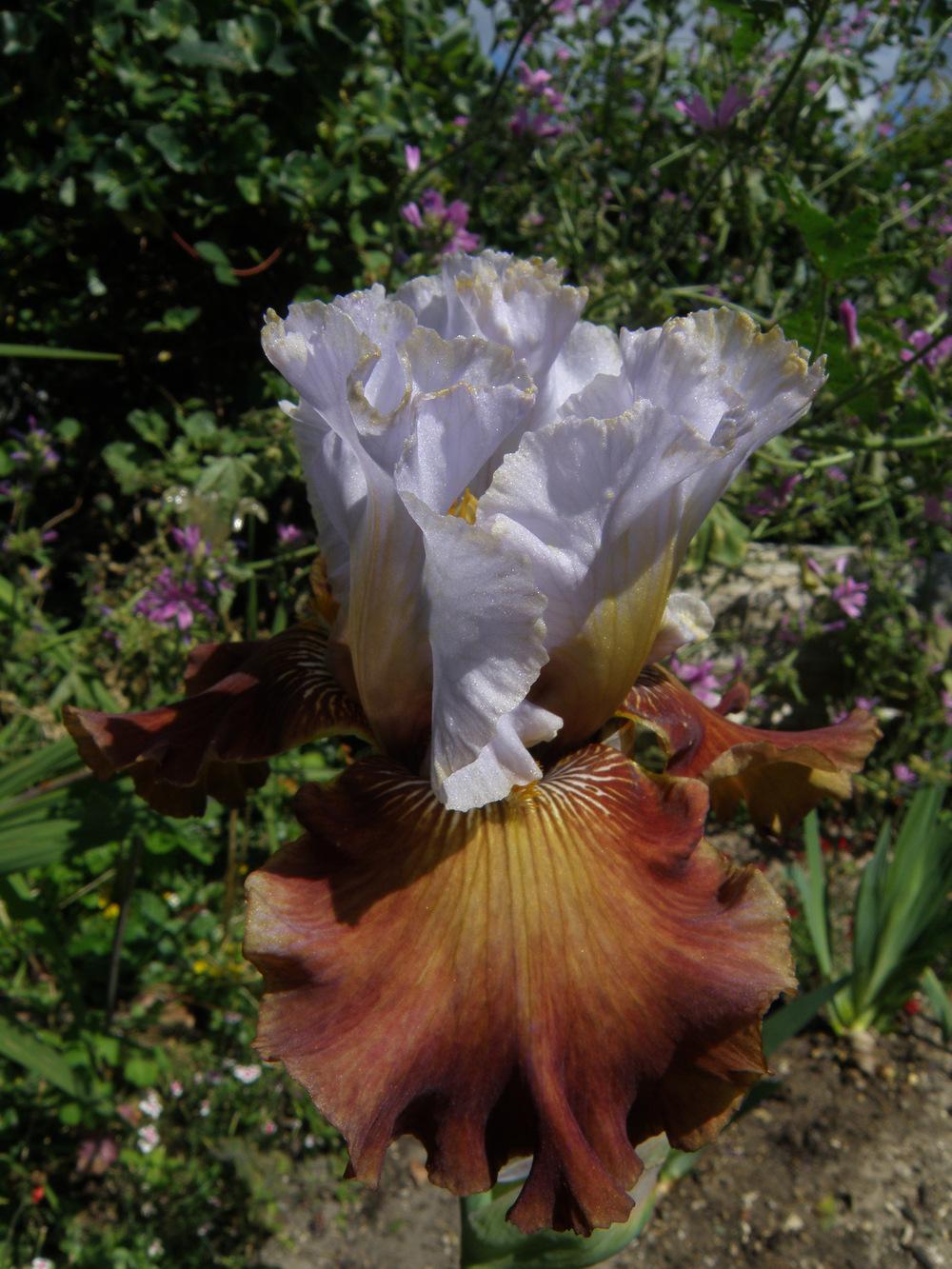 Photo of Tall Bearded Iris (Iris 'Milk in My Coffee') uploaded by IrisLilli