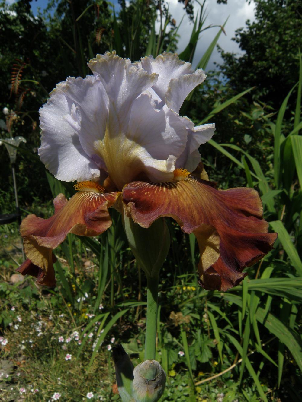 Photo of Tall Bearded Iris (Iris 'Milk in My Coffee') uploaded by IrisLilli