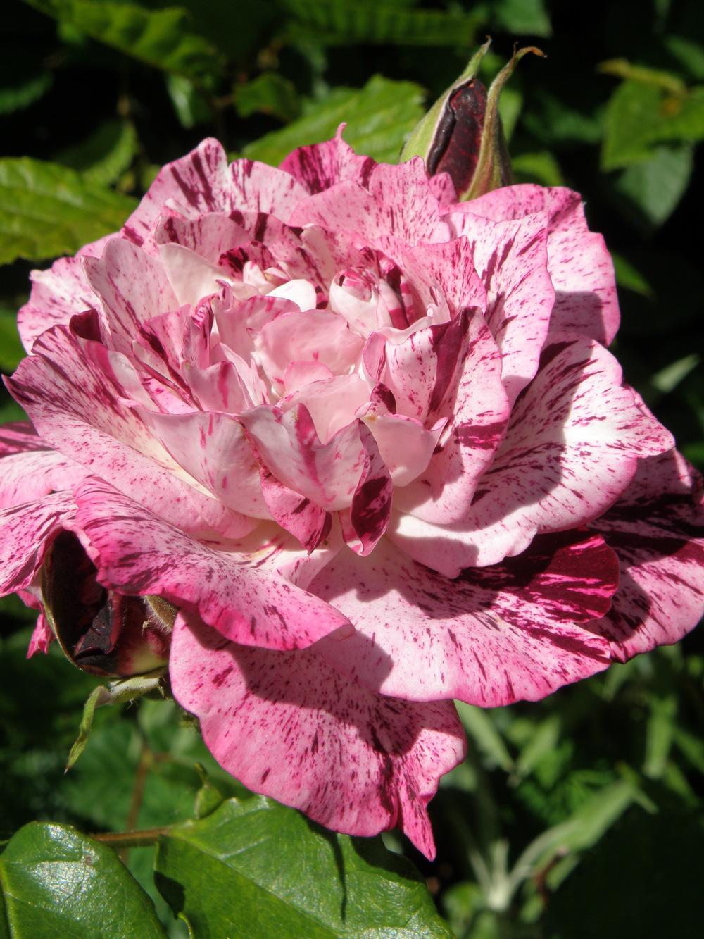 Photo of Rose (Rosa 'Purple Tiger') uploaded by IrisLilli