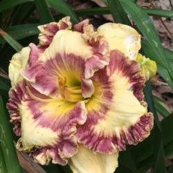 Location: My garden
Date: 2017-07-05
This has become my favorite daylily.  Gorgeous blooms.