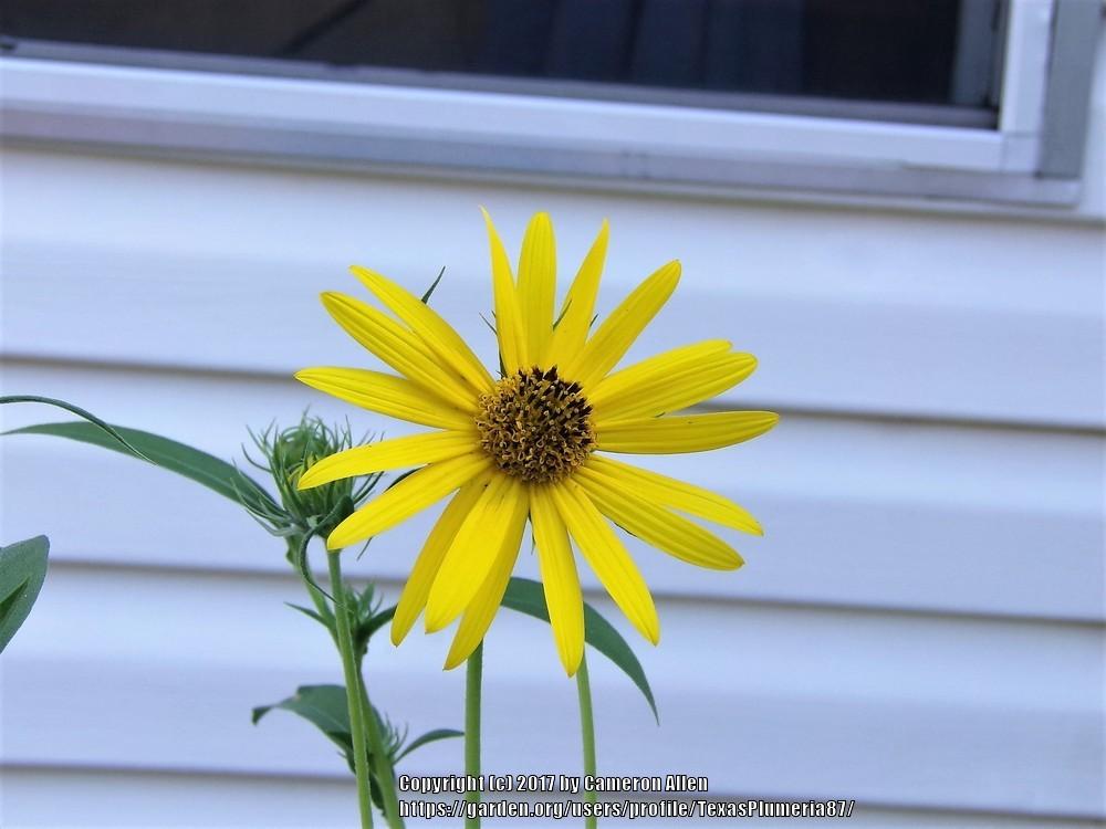 Photo of Maximilian Sunflower (Helianthus maximiliani) uploaded by TexasPlumeria87