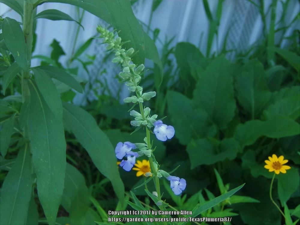 Photo of Blue Sage (Salvia azurea) uploaded by TexasPlumeria87