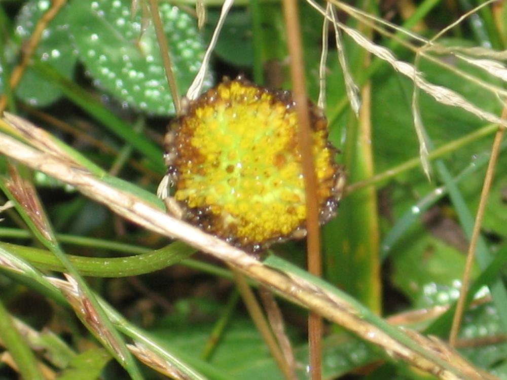 Photo of Marsh Marigold (Caltha palustris) uploaded by Yorkshirelass