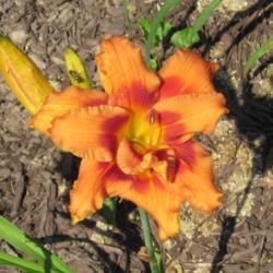 Location: My 6b garden
Date: 2017-07-16
FFE 2017 gift plant from O'Bannon Springs Daylilies. Adorable!