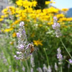 Location: Washington D.C.
Date: 2017-06-11
Lavendula x intermedia 'Provence' flowers attract many pollinator