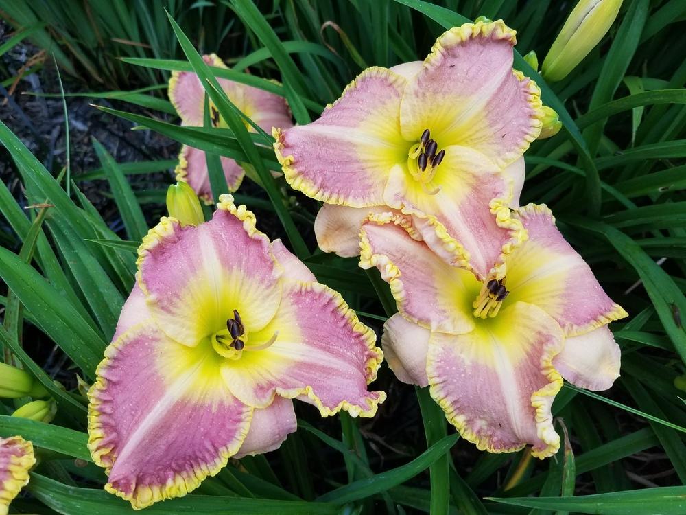 Photo of Daylily (Hemerocallis 'Spacecoast Cool Deal') uploaded by dera