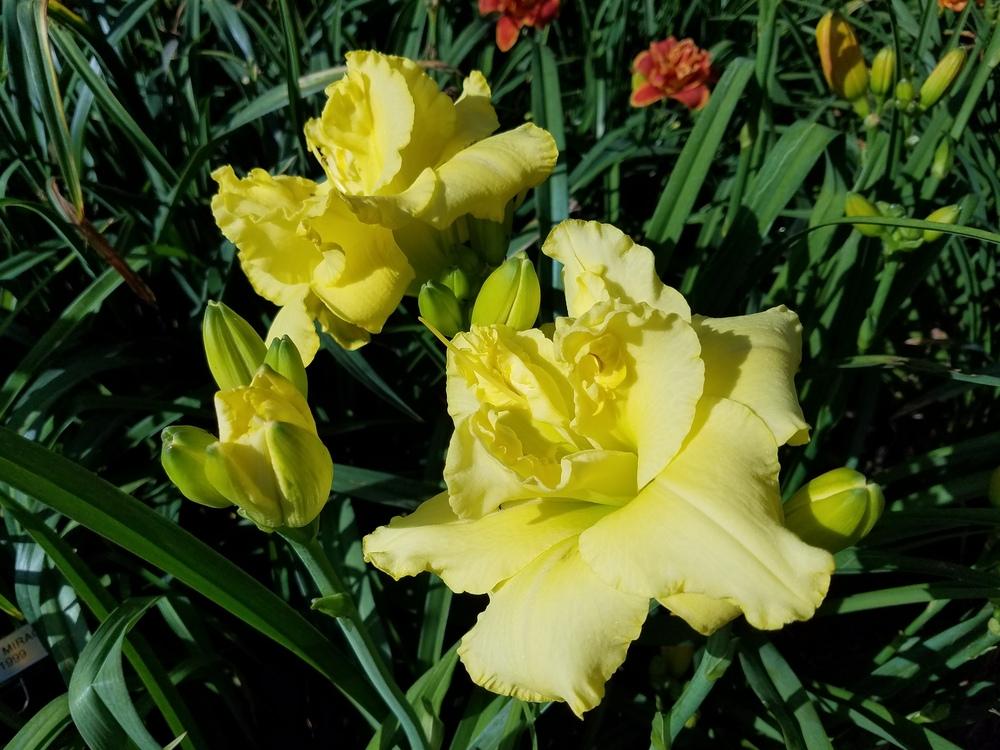 Photo of Daylily (Hemerocallis 'Heavenly Mellow Yellow') uploaded by dera