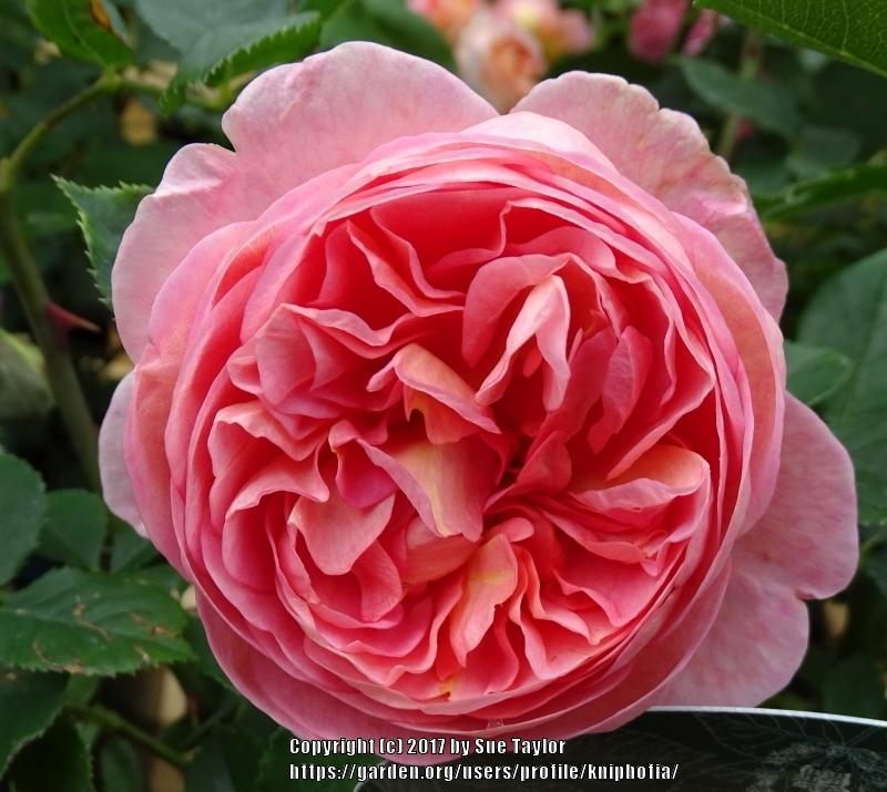 Photo of Rose (Rosa 'Boscobel') uploaded by kniphofia