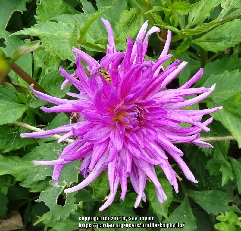 Photo of Dahlia 'Purple Gem' uploaded by kniphofia