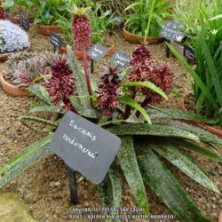 Location: RHS Harlow Carr alpine house, Yorkshire
Date: 2017-07-13