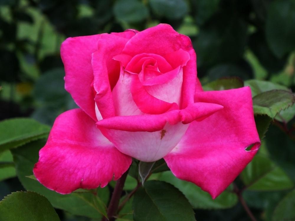 Photo of Hybrid Tea Rose (Rosa 'Charlies Rose') uploaded by sunnyvalley