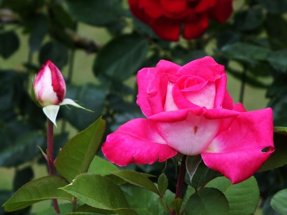 Photo of Hybrid Tea Rose (Rosa 'Charlies Rose') uploaded by sunnyvalley