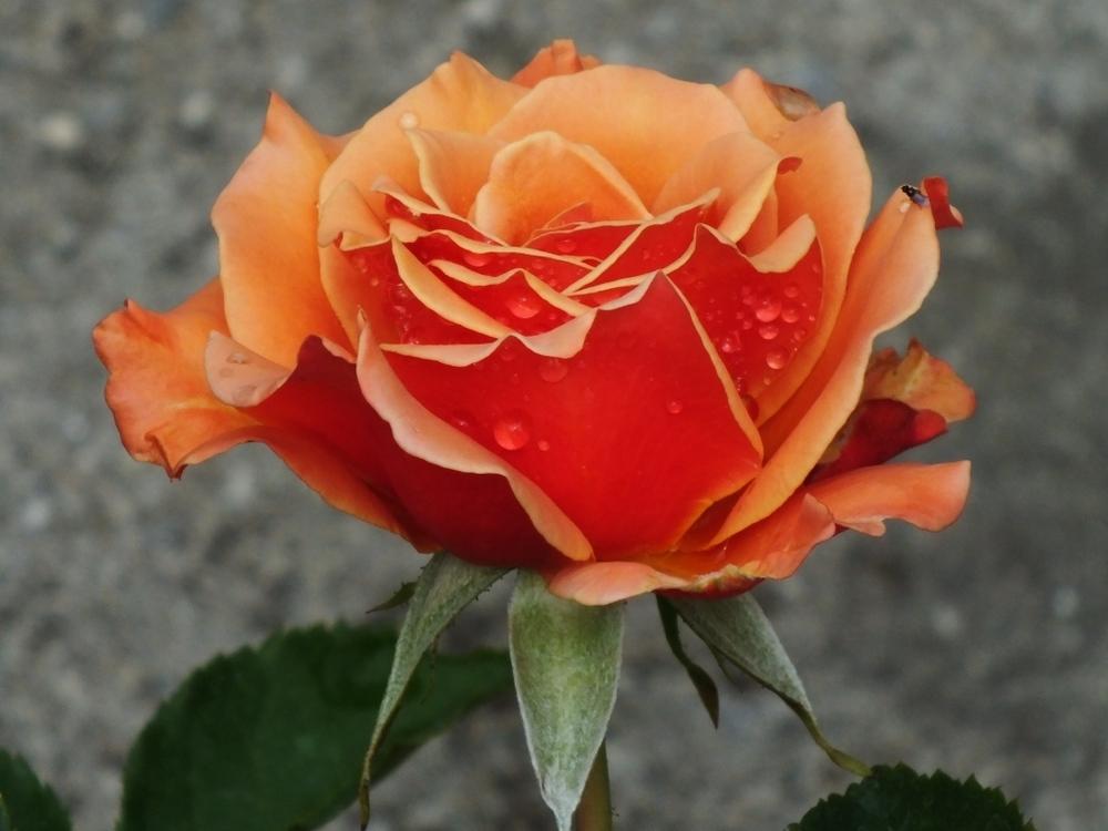 Photo of Rose (Rosa 'Ann Henderson') uploaded by sunnyvalley
