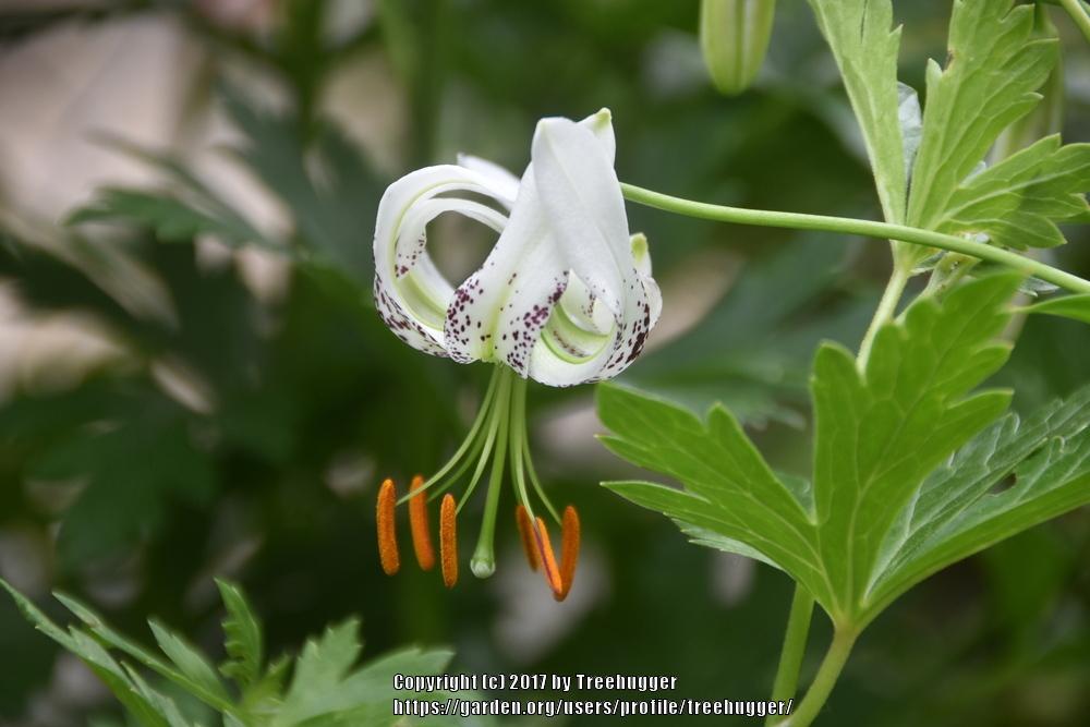 Photo of Lily (Lilium duchartrei) uploaded by treehugger