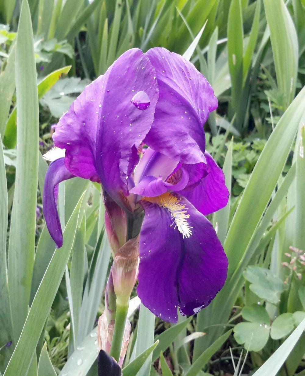 Photo of Intermediate Bearded Iris (Iris 'Eleanor Roosevelt') uploaded by Hajue