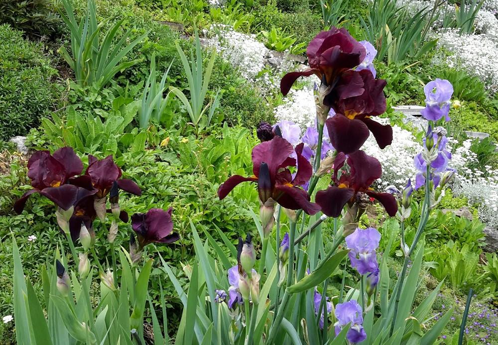 Photo of Tall Bearded Iris (Iris 'Sultan's Palace') uploaded by Hajue