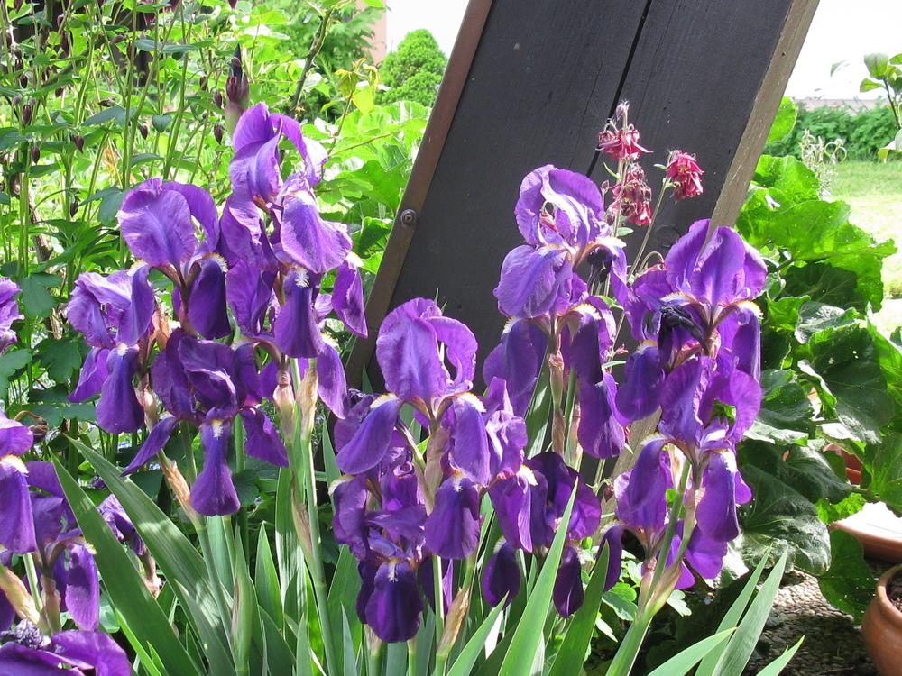 Photo of Intermediate Bearded Iris (Iris 'Eleanor Roosevelt') uploaded by Hajue