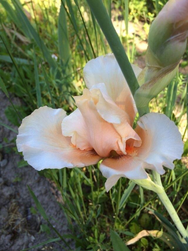 Photo of Tall Bearded Iris (Iris 'Blushing Bashful') uploaded by Lbsmitty