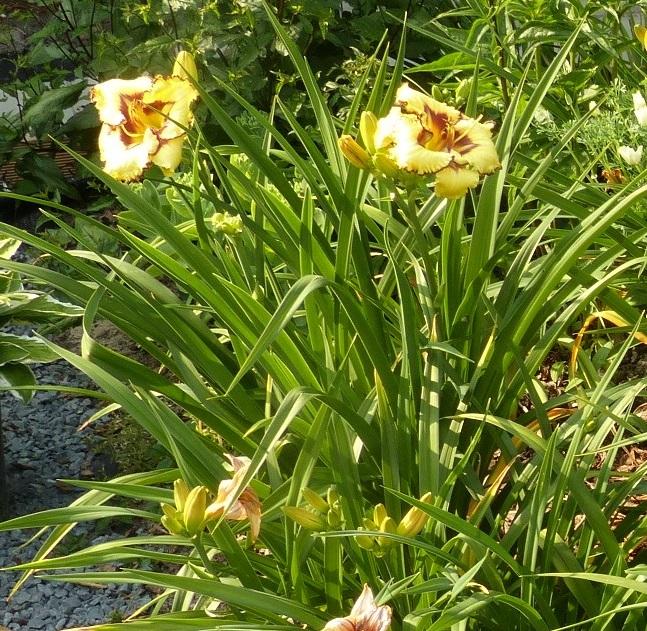 Photo of Daylily (Hemerocallis 'Jacki Kropf') uploaded by Mayo62