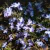 Lobelia "Techno Heat" light blue, flowers