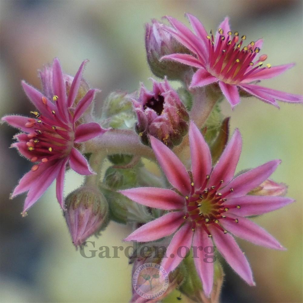 Photo of Hen and Chicks (Sempervivum 'Lone Star') uploaded by Patty