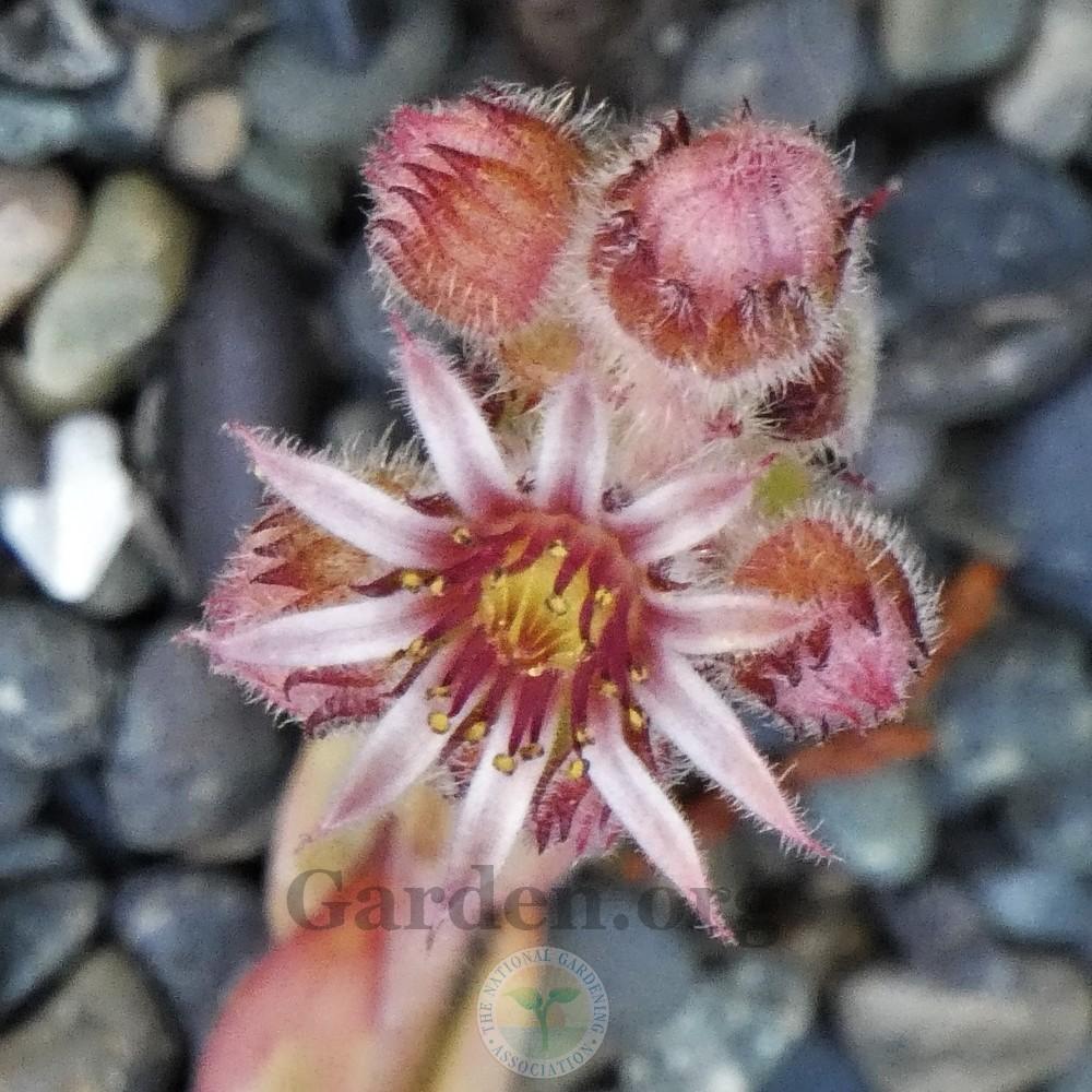 Photo of Hen and Chicks (Sempervivum 'Benny Hill') uploaded by Patty