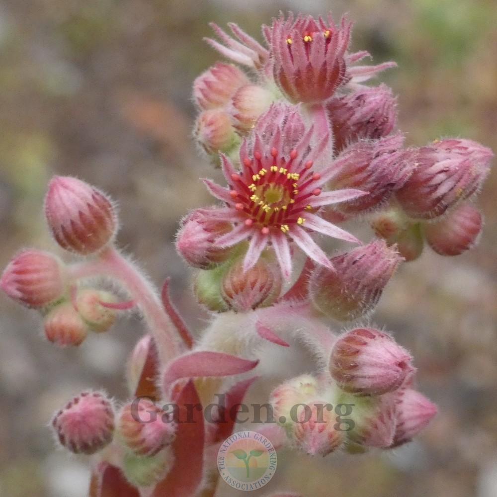 Photo of Hen and Chicks (Sempervivum 'Fame') uploaded by Patty