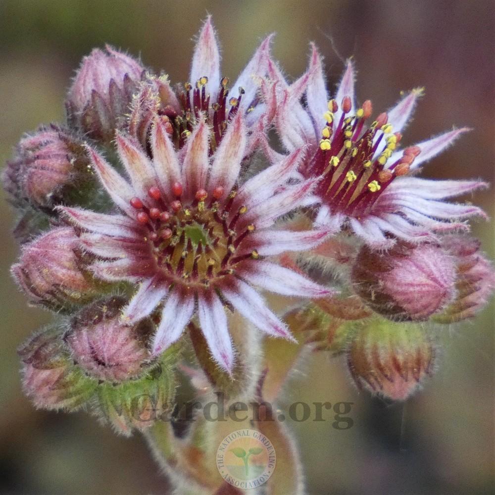 Photo of Hen and Chick (Sempervivum 'Gwen's Rose') uploaded by Patty