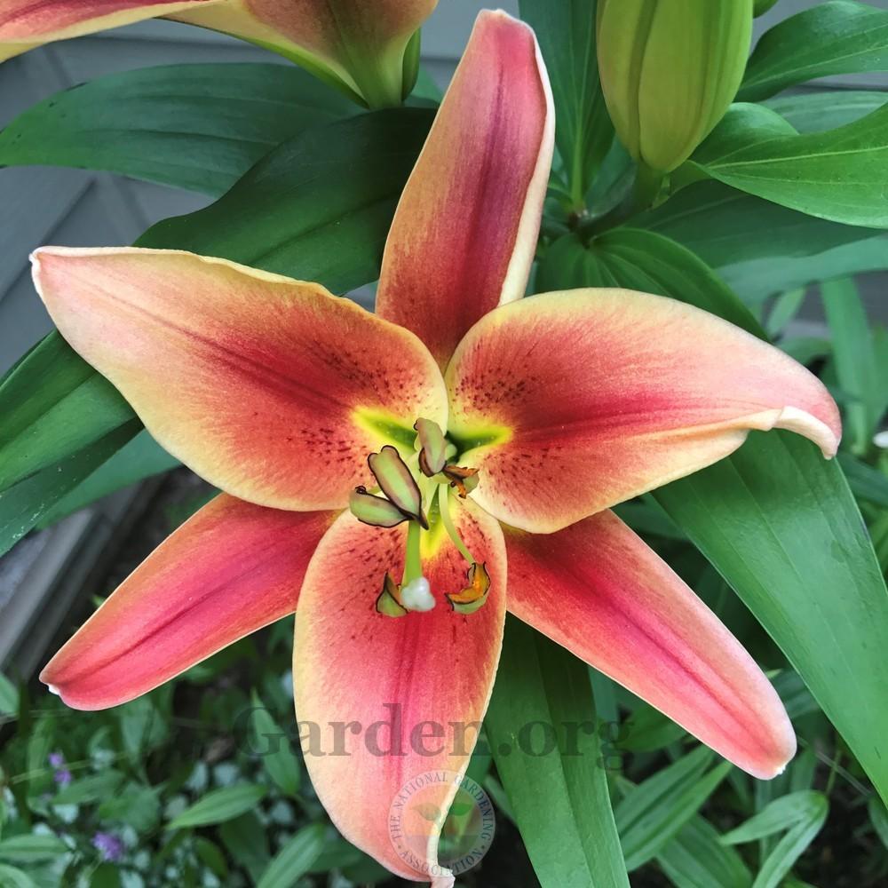 Photo of Lily (Lilium 'Montego Bay') uploaded by Patty
