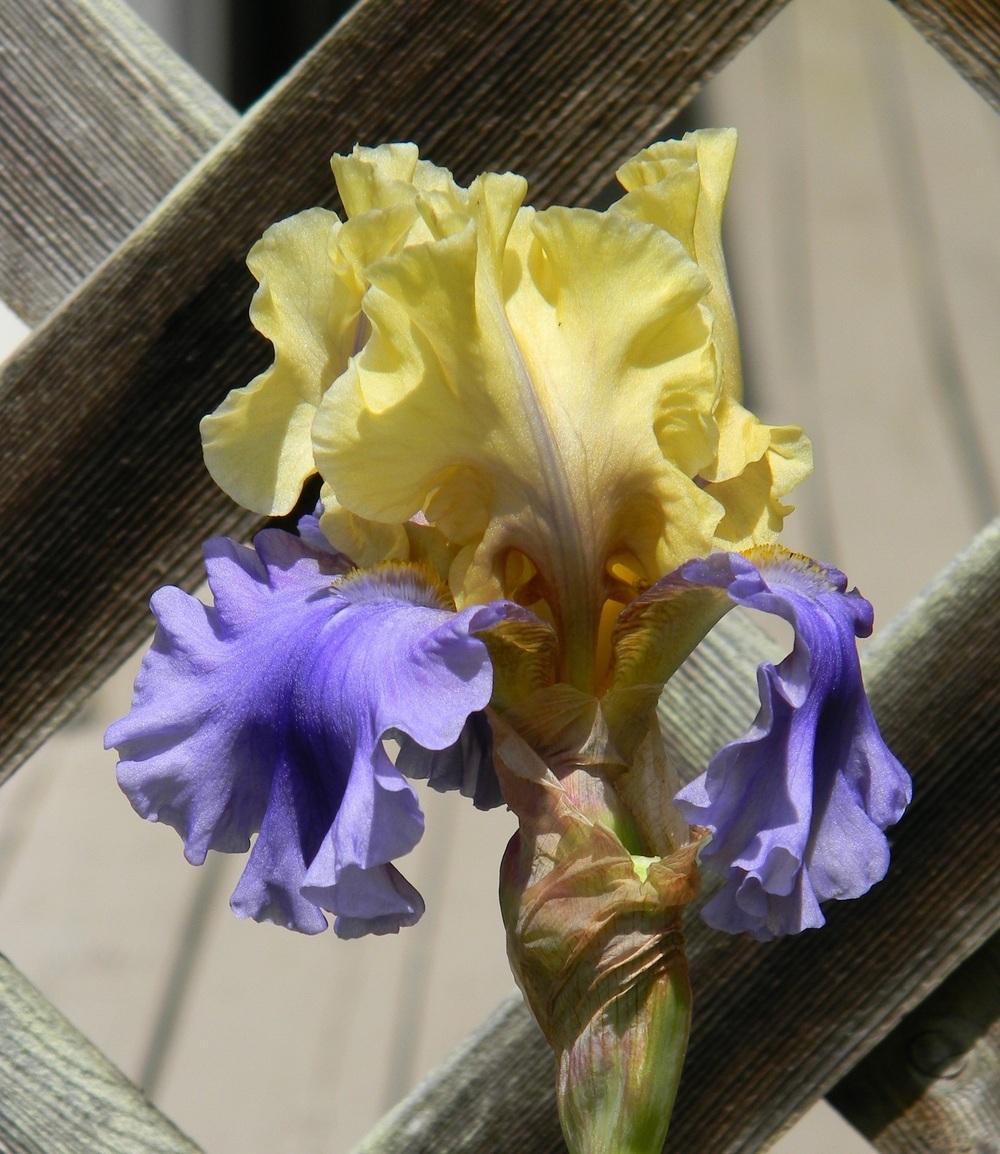 Photo of Tall Bearded Iris (Iris 'Edith Wolford') uploaded by SherriRaye