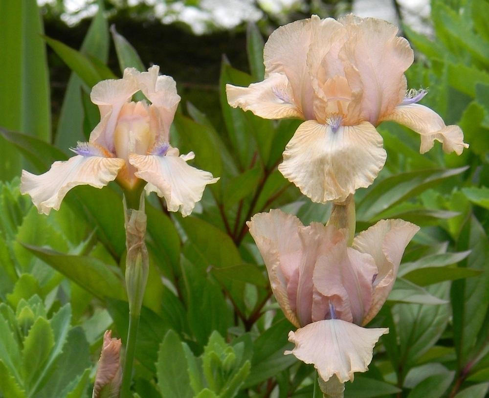 Photo of Intermediate Bearded Iris (Iris 'Concertina') uploaded by SherriRaye