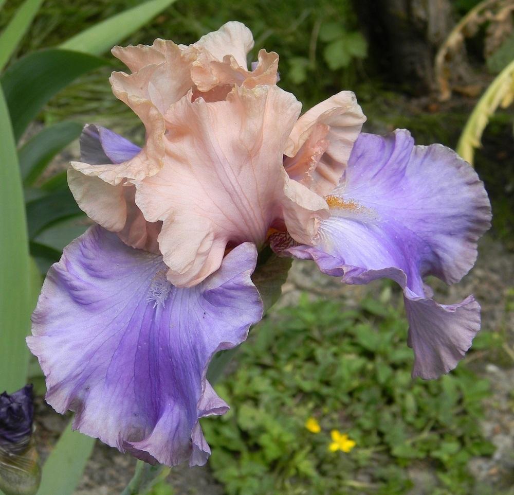 Photo of Tall Bearded Iris (Iris 'Poem of Ecstasy') uploaded by SherriRaye