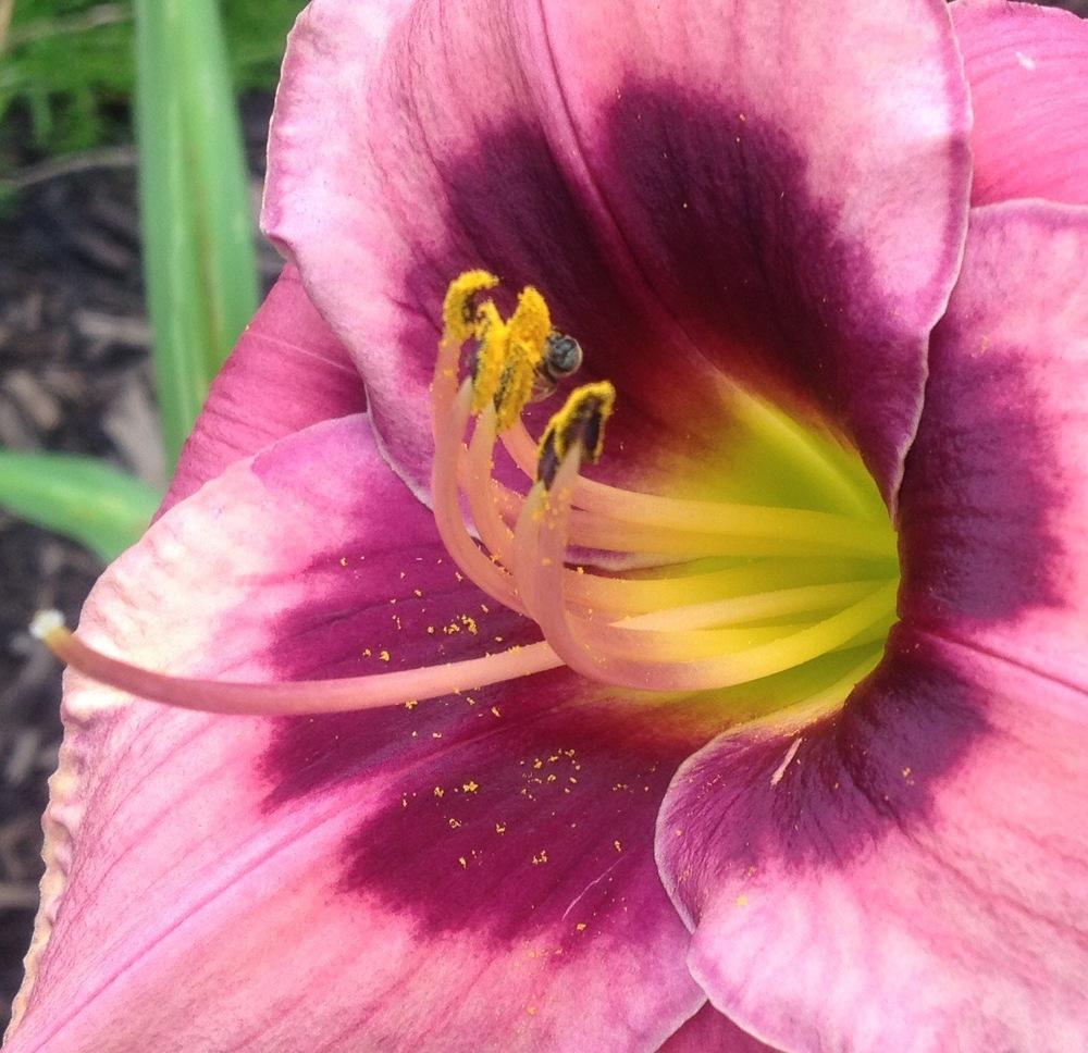 Photo of Daylily (Hemerocallis 'Black Eye') uploaded by csandt