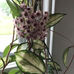 
Date: 2017-07-19
First time blooming, 2 yrs old