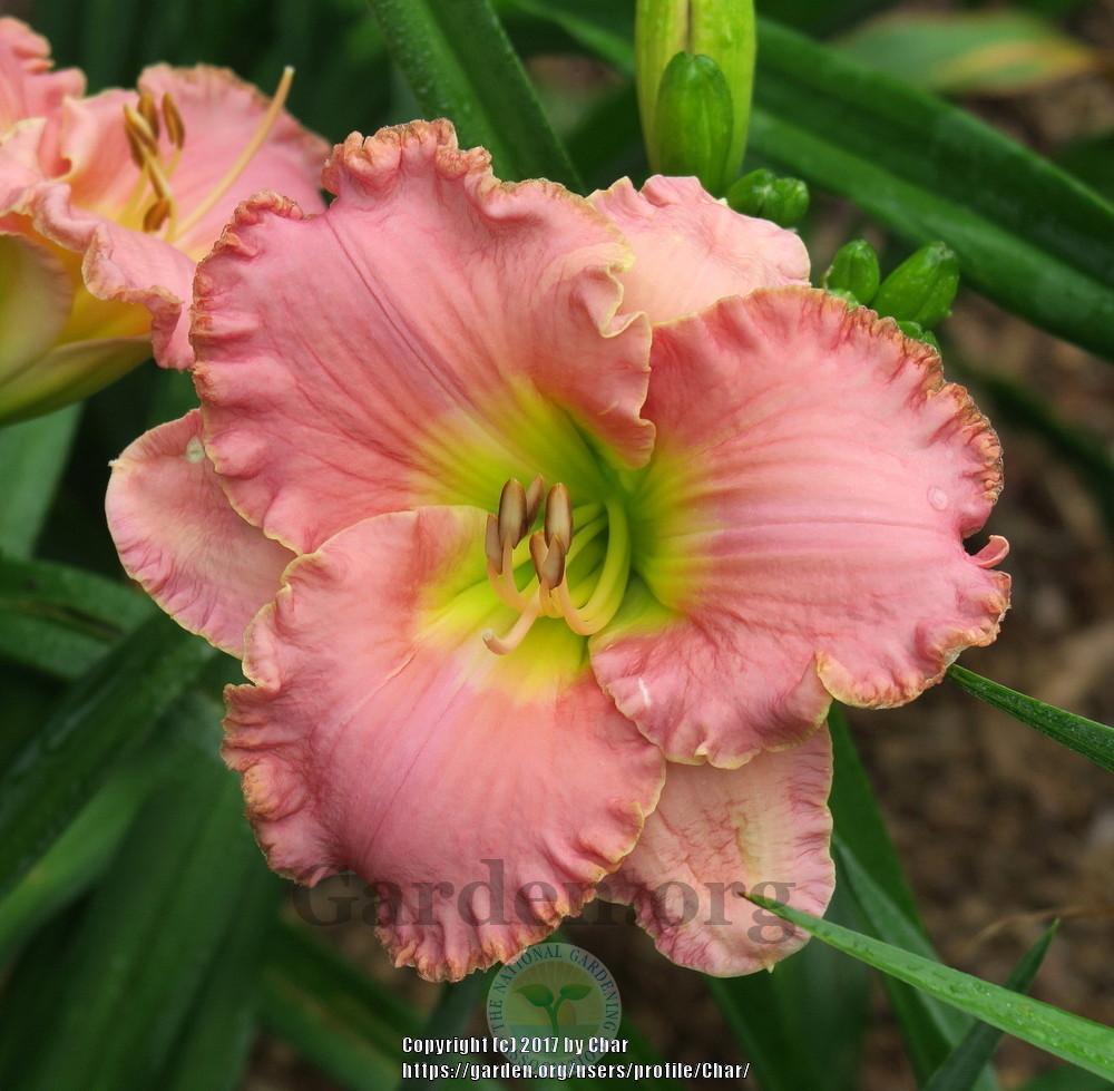 Photo of Daylily (Hemerocallis 'Panties in a Knot') uploaded by Char