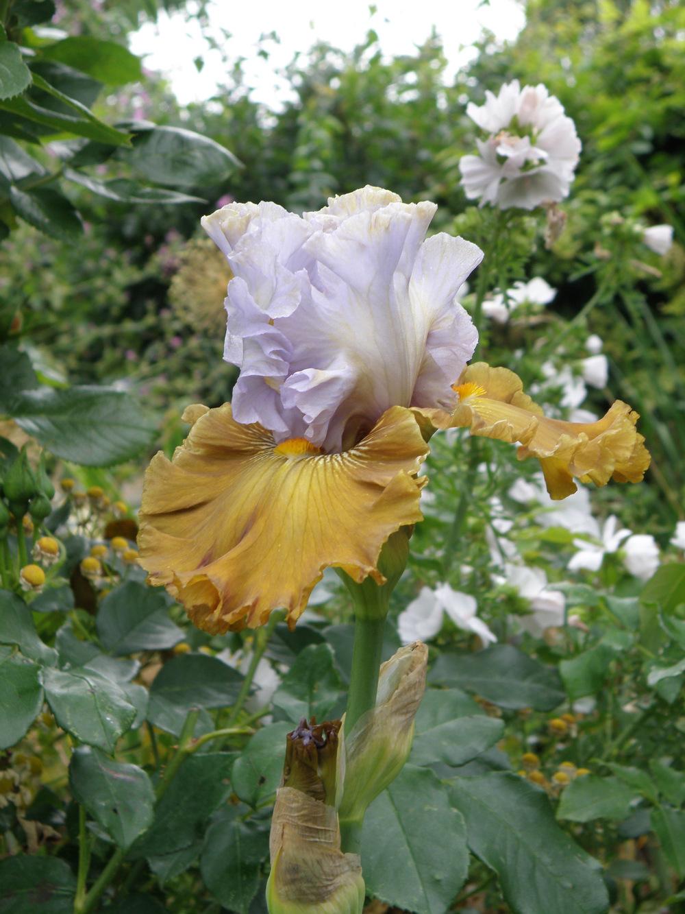 Photo of Tall Bearded Iris (Iris 'Olive Windows') uploaded by IrisLilli