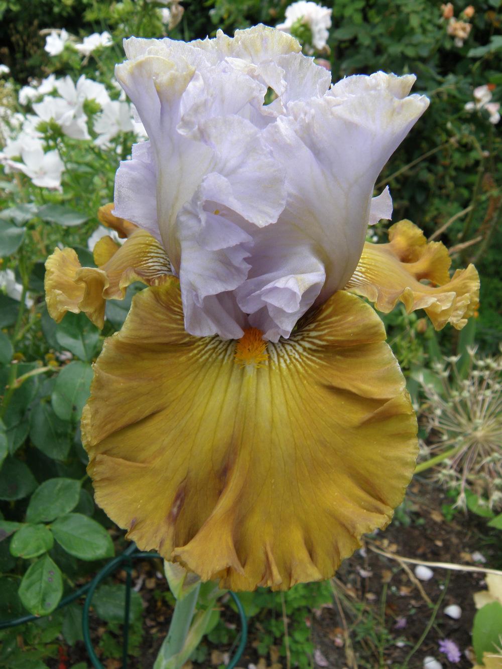 Photo of Tall Bearded Iris (Iris 'Olive Windows') uploaded by IrisLilli