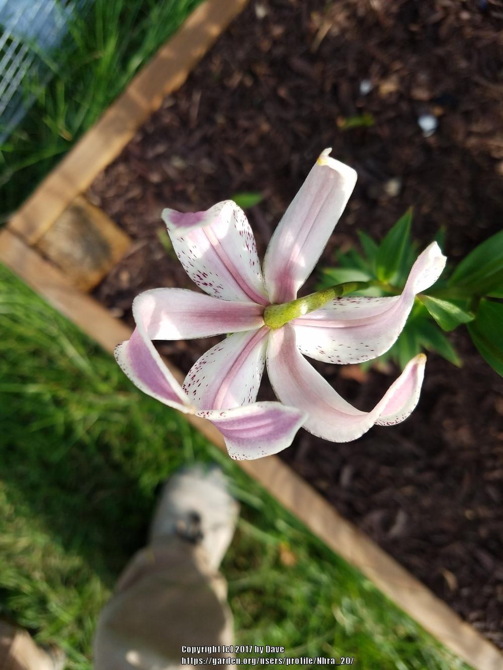 Photo of Lily (Lilium lankongense) uploaded by Nhra_20