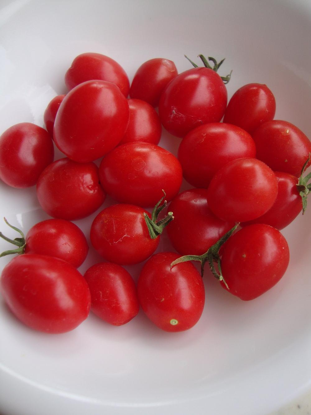 Photo of Tomato (Solanum lycopersicum 'Fantastico') uploaded by Paul2032