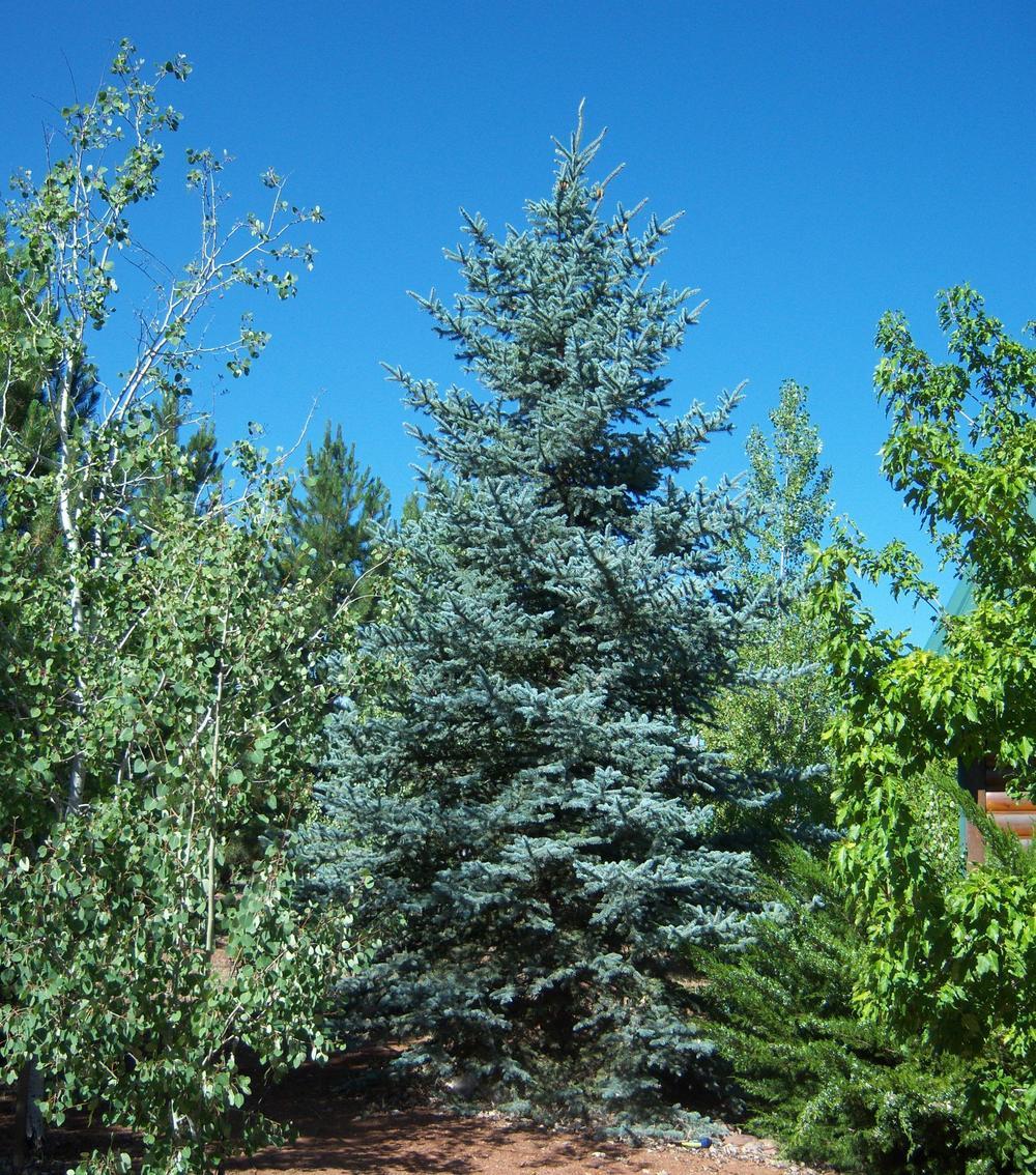 Photo of Colorado Blue Spruce (Picea pungens) uploaded by cocoajuno