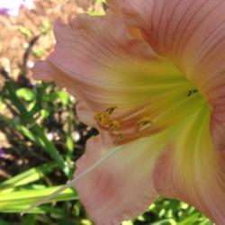 Location: My garden, Pequea, Pennsylvania 17565
Date: 2017-07-19
Last bloom of the 2017 season