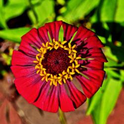 Location: Botanical Gardens of the State of Georgia...Athens, Ga
Date: 2017-07-19
Red Zinnia - Flower In A Flower 003